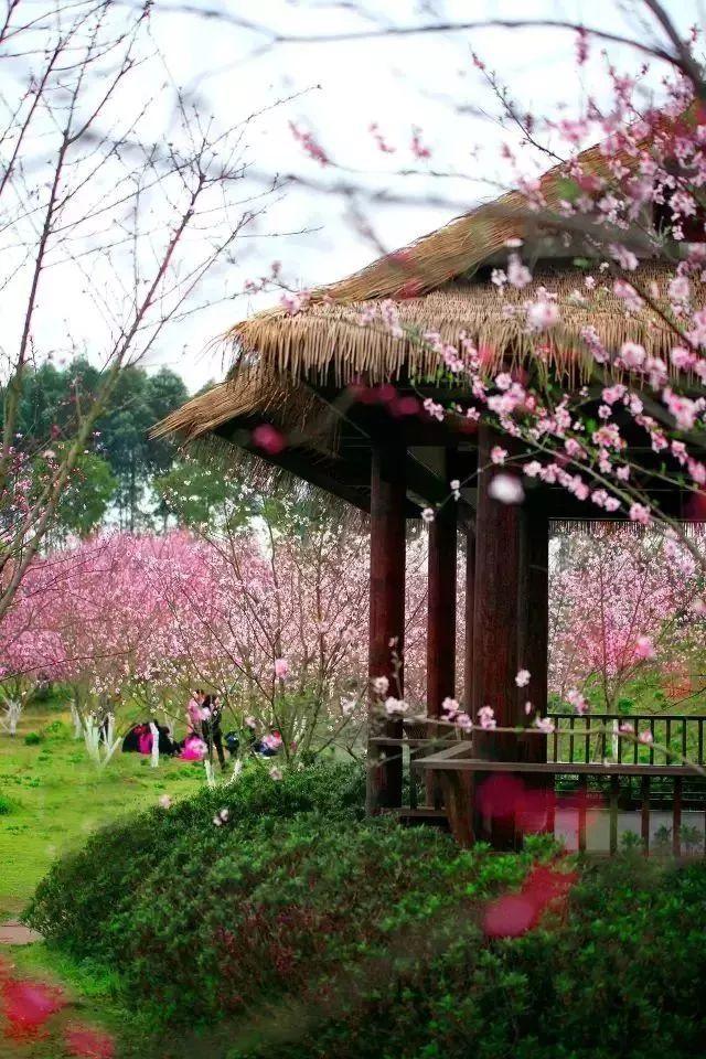 “耙耳朵”什么意思，四川话