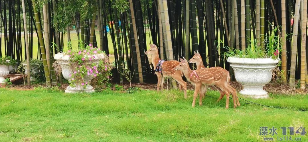 虫虫助手下载